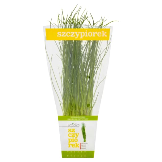 BAZIÓŁKA Szczypiorek